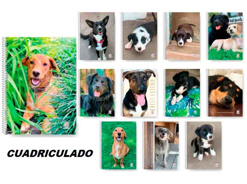 919223-CUAD.UNIV.AMERICA AMIGO A CASA 22X29 80HC