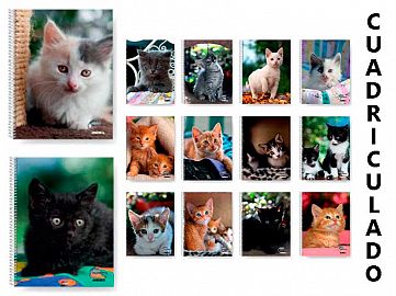 653043-CUAD.UNIV.AMERICA DE GATITOS 22X29 80HC